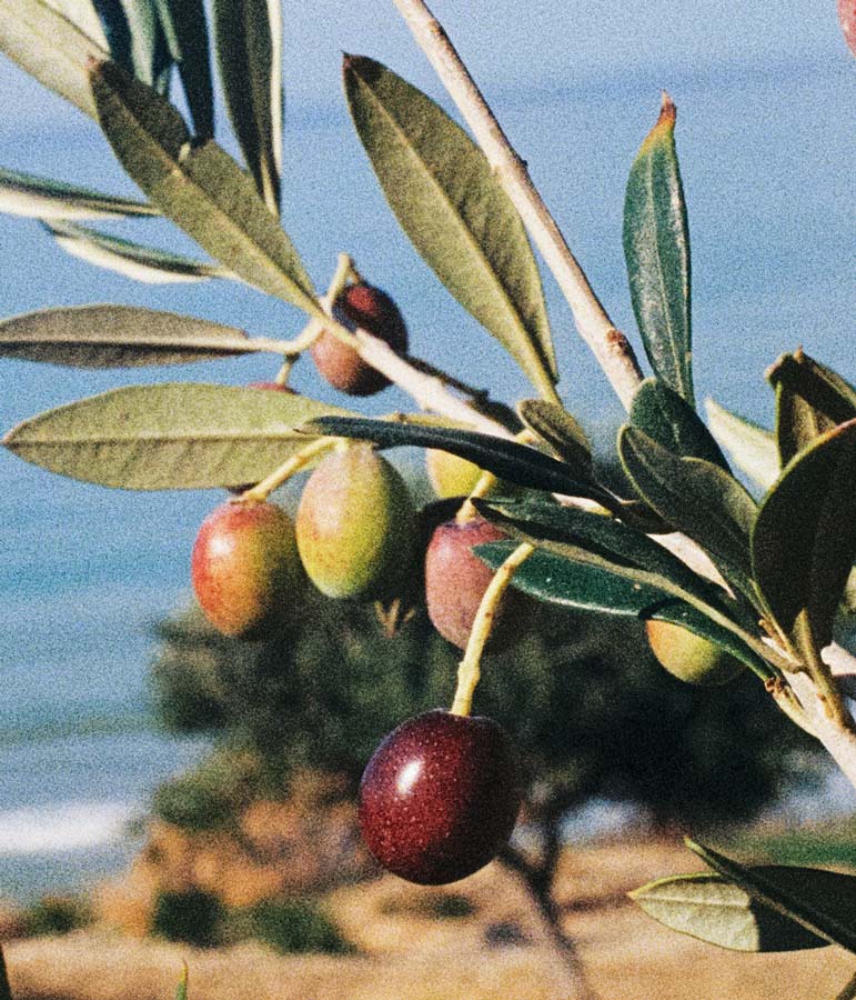 olive